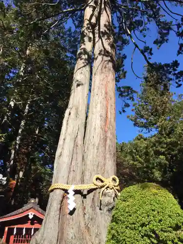 北口本宮冨士浅間神社の自然