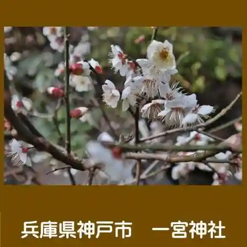 一宮神社の自然