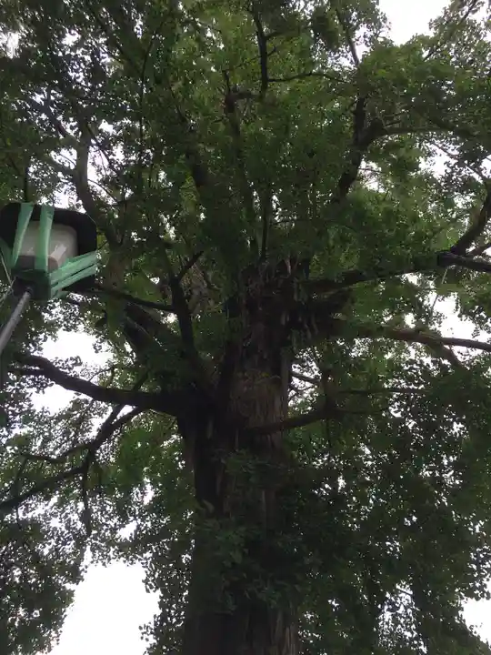 下総国三山 二宮神社の自然