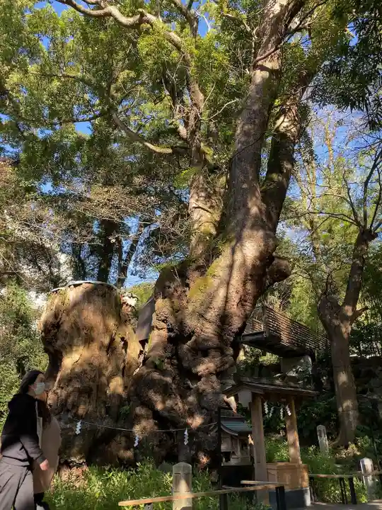 來宮神社の自然