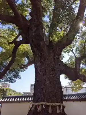 大聖観音寺（あびこ観音）の自然