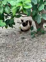 堀越神社の動物