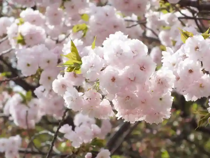 立志神社の自然