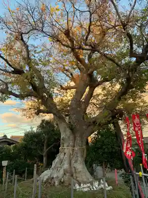 稲荷神社の自然