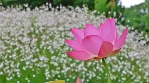 半木神社（賀茂別雷神社境外末社）の自然