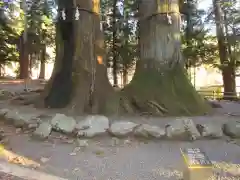 河口浅間神社の自然