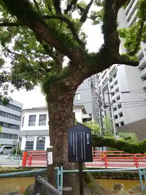 天津神社の自然
