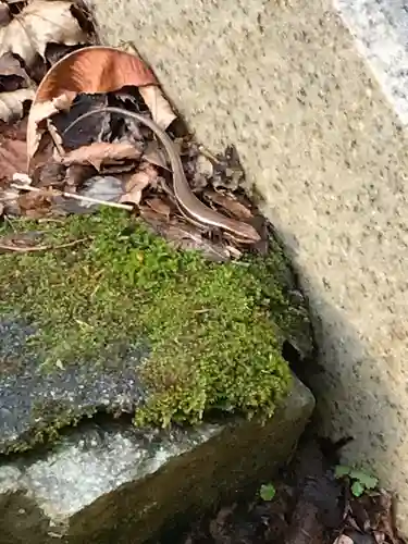 大山阿夫利神社の動物