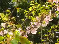 御霊神社の自然