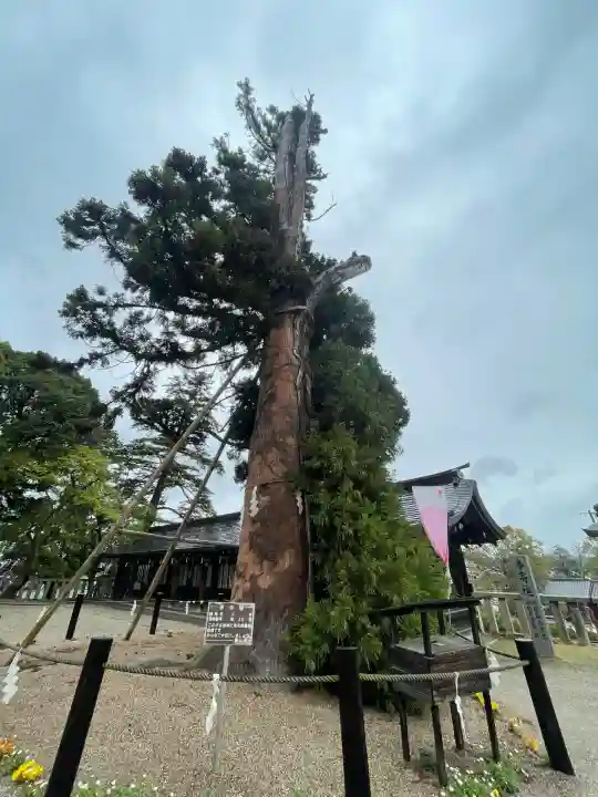 吉備津彦神社(岡山県)