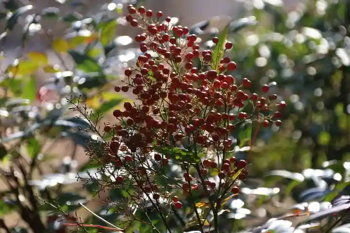 大六天麻王神社の自然