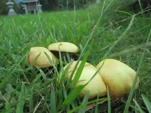 屋久島大社の自然