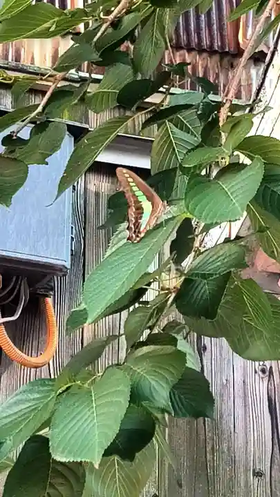 彌榮神社(大阪府)