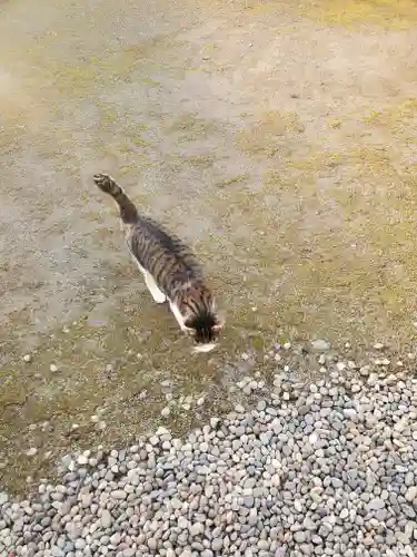 二宮赤城神社の動物