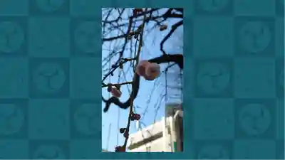 柏神社(千葉県)