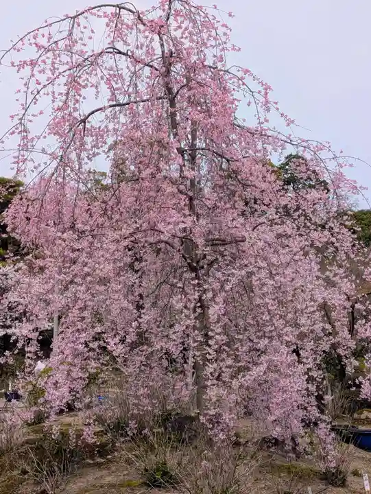 法金剛院(京都府)