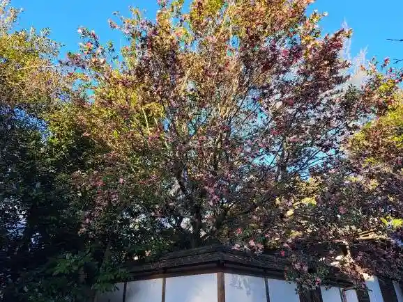 平野神社(京都府)