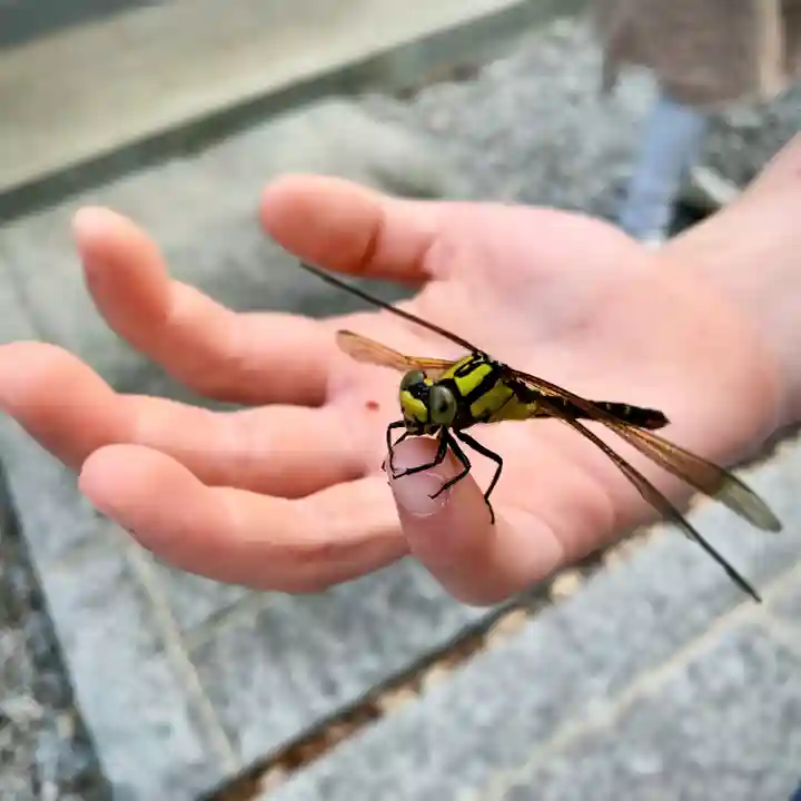 滑川神社 - 仕事と子どもの守り神の動物
