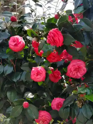 稲荷神社の自然