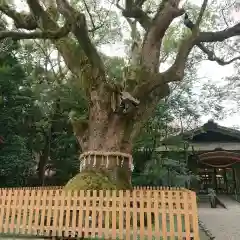 熱田神宮の自然