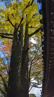今熊野観音寺(京都府)