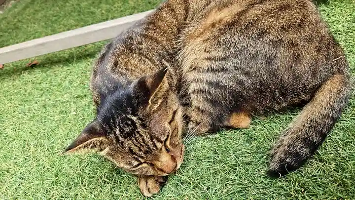 露天神社(お初天神)(大阪府)