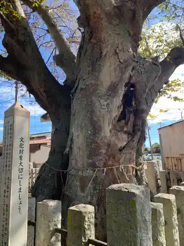 素鵞熊野神社の自然