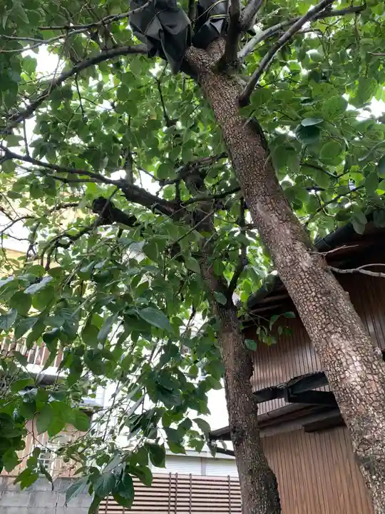 紫雲山 大泉寺の自然