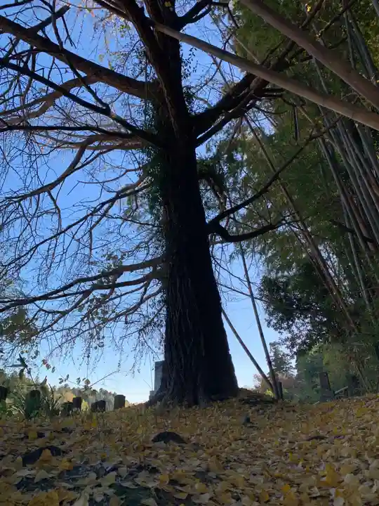 薬王寺(千葉県)