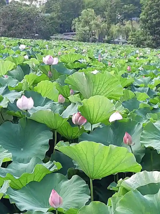 寛永寺不忍池弁天堂の自然