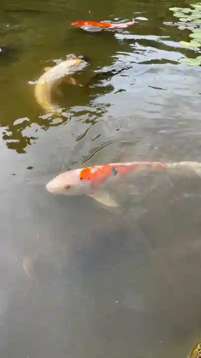 當麻寺 奥院の動物
