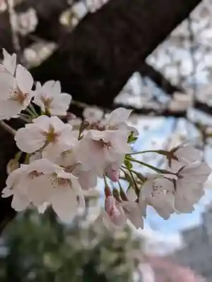 阿佐ヶ谷神明宮(東京都)