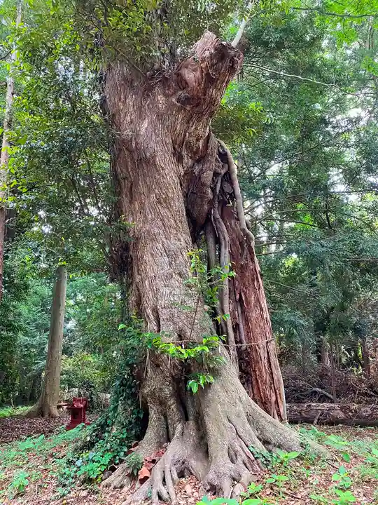 夷針神社の自然