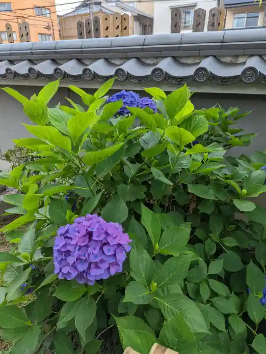 地蔵院(椿寺)(京都府)