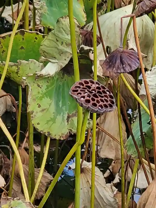 善光寺大勧進の自然