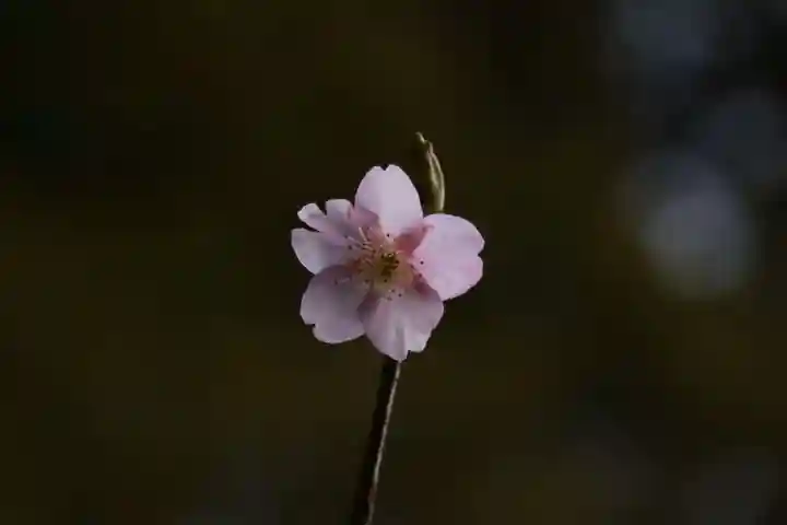 大國主神社の自然