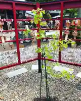 總社 和田八幡宮の自然