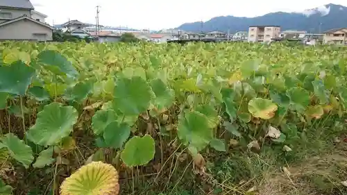 信濃國分寺の庭園