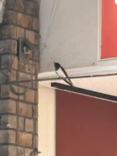 白菊稲荷大神(兵庫県)