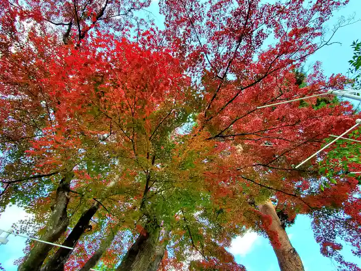 開成山大神宮の自然