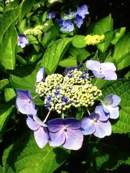 鳩森八幡神社の自然
