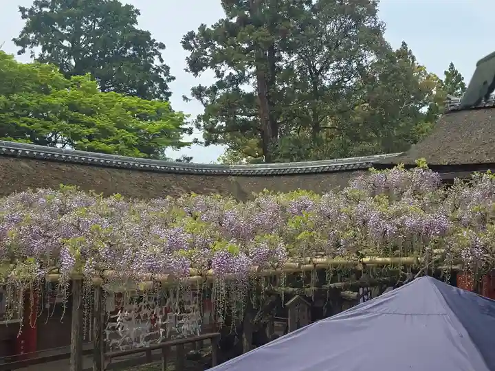 春日大社(奈良県)