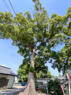 都波岐奈加等神社の自然