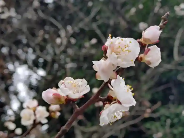 大國魂神社の{uncategorized: "未分類", other: "その他", undefined: "問題あり", building: "その他建物", grave: "お墓", sacred_gate: "鳥居", guardian: "狛犬", statue: "像", buddha: "仏像", history: "歴史", nature: "自然", garden: "庭園", animal: "動物", pagoda: "塔", temizu: "手水舎", mountain_gate: "山門・神門", sanctuary: "本殿・本堂", subordinate: "末社・摂社", art: "芸術", scenery: "景色", jizo: "地蔵", ema: "絵馬", goshuin: "御朱印", omikuji: "おみくじ", items: "授与品その他", amulet: "お守り", goshuincho: "御朱印帳", eats: "食事", festival: "お祭り", votive_dance: "神楽", shichigosan: "七五三参", wedding: "結婚式", experience: "体験その他", initially: "初詣", around: "周辺", anti_infection: "感染症対策"}