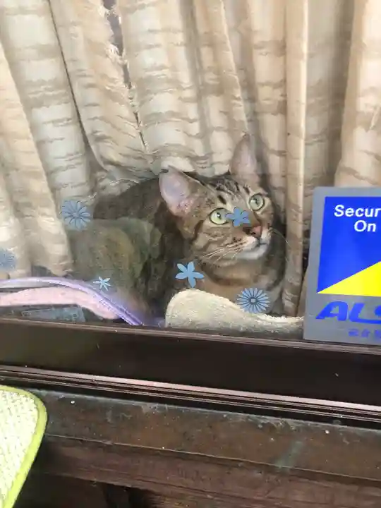 王子神社の動物