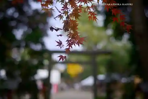 鷲宮神社(埼玉県)