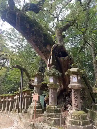 春日大社の{uncategorized: "未分類", other: "その他", undefined: "問題あり", building: "その他建物", grave: "お墓", sacred_gate: "鳥居", guardian: "狛犬", statue: "像", buddha: "仏像", history: "歴史", nature: "自然", garden: "庭園", animal: "動物", pagoda: "塔", temizu: "手水舎", mountain_gate: "山門・神門", sanctuary: "本殿・本堂", subordinate: "末社・摂社", art: "芸術", scenery: "景色", jizo: "地蔵", ema: "絵馬", goshuin: "御朱印", omikuji: "おみくじ", items: "授与品その他", amulet: "お守り", goshuincho: "御朱印帳", eats: "食事", festival: "お祭り", votive_dance: "神楽", shichigosan: "七五三参", wedding: "結婚式", experience: "体験その他", initially: "初詣", around: "周辺", anti_infection: "感染症対策"}