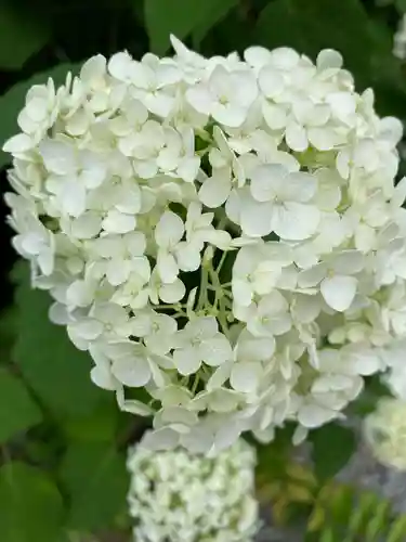 松尾大社の自然