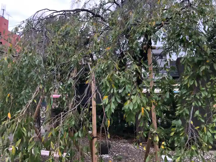尾久八幡神社の自然