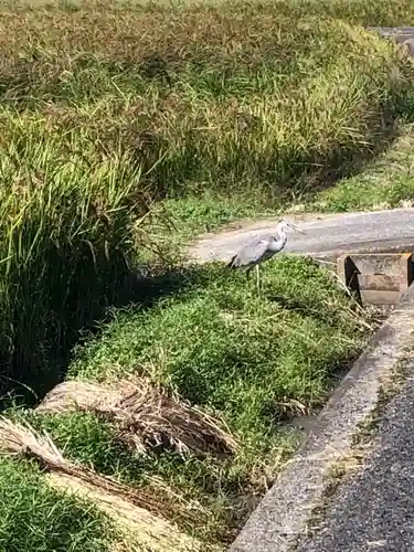 備中國分寺の動物